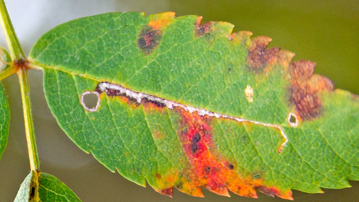 Nepticulid moth [Stigmella? sp.]
