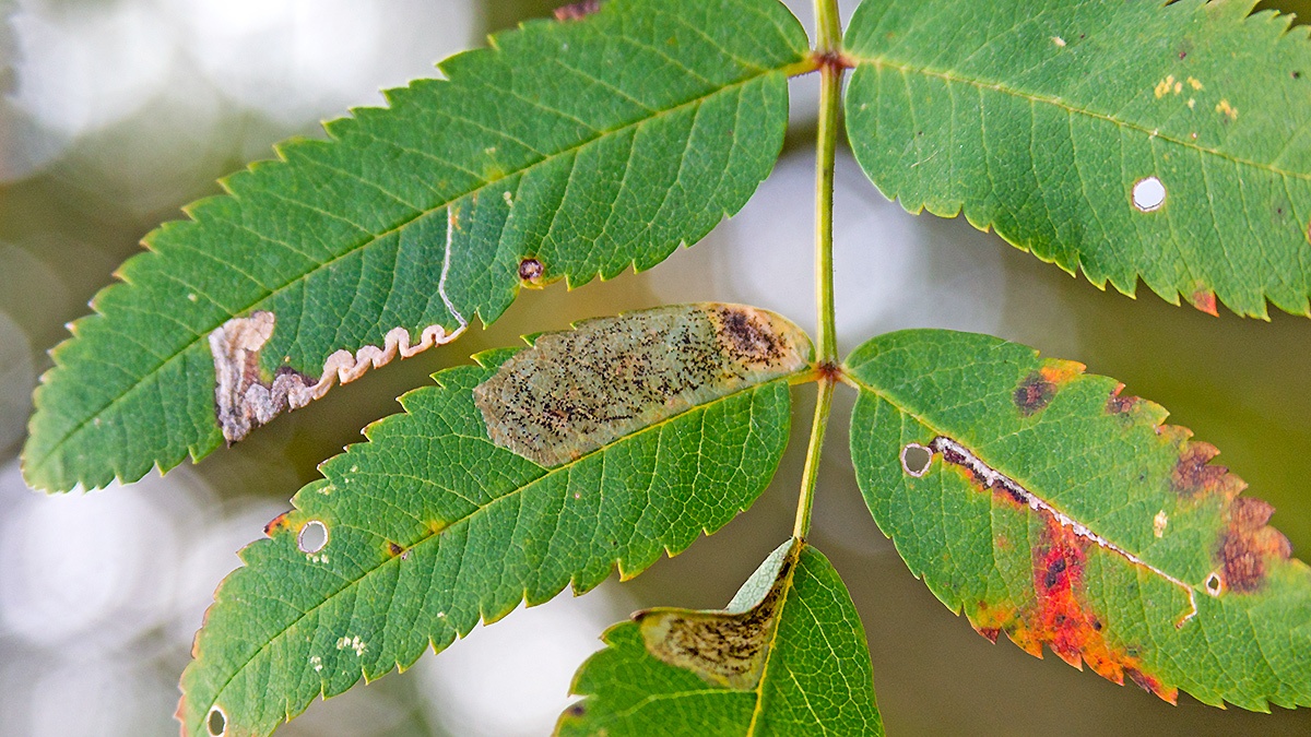Rowan [Sorbus aucuparia]