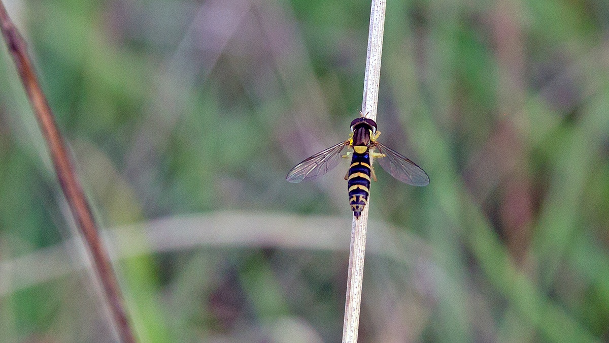 Long Hoverfly [Sphaerophoria scripta]