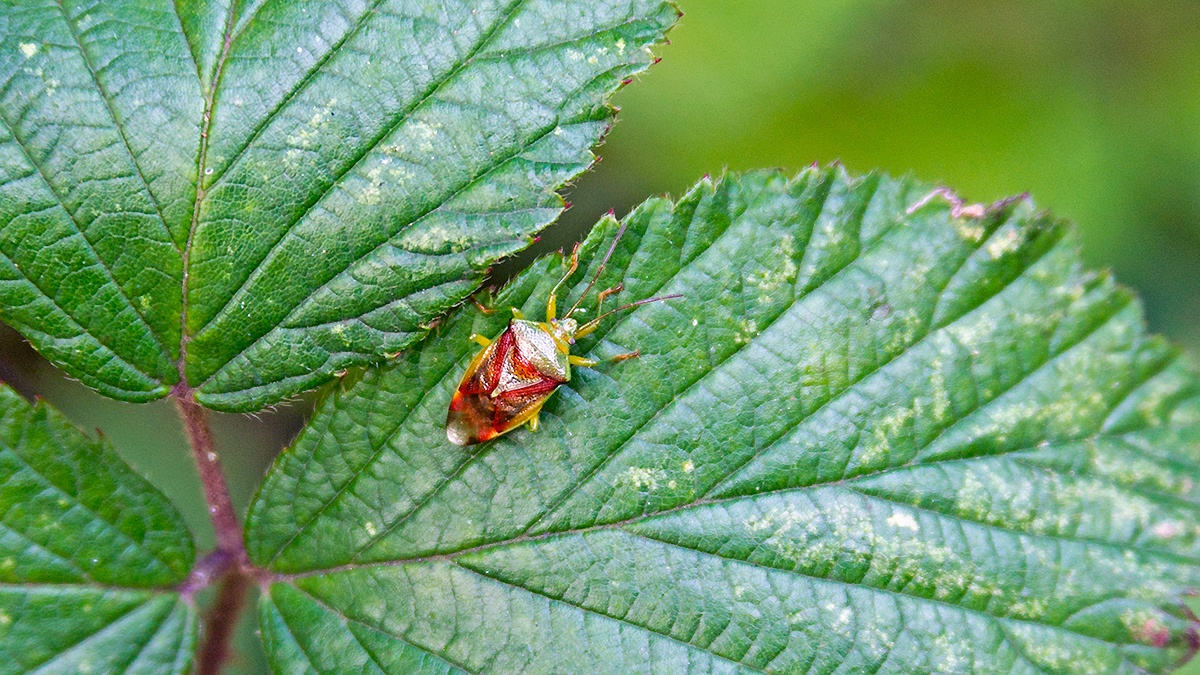Birch Shieldbug [Elasmostethus interstinctus]