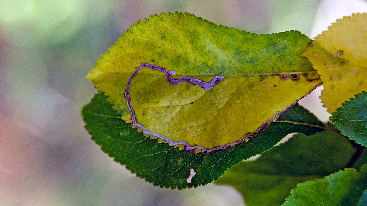 Apple Leaf Miner [Lyonetia clerkella?]