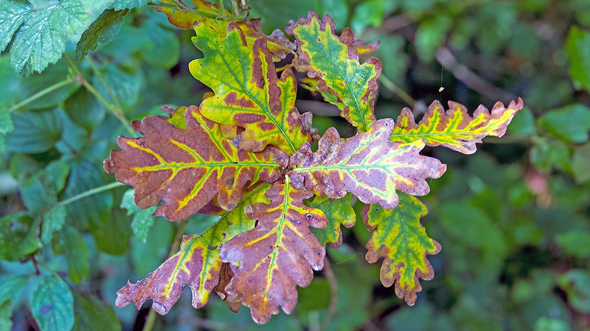 English Oak [Quercus robur]