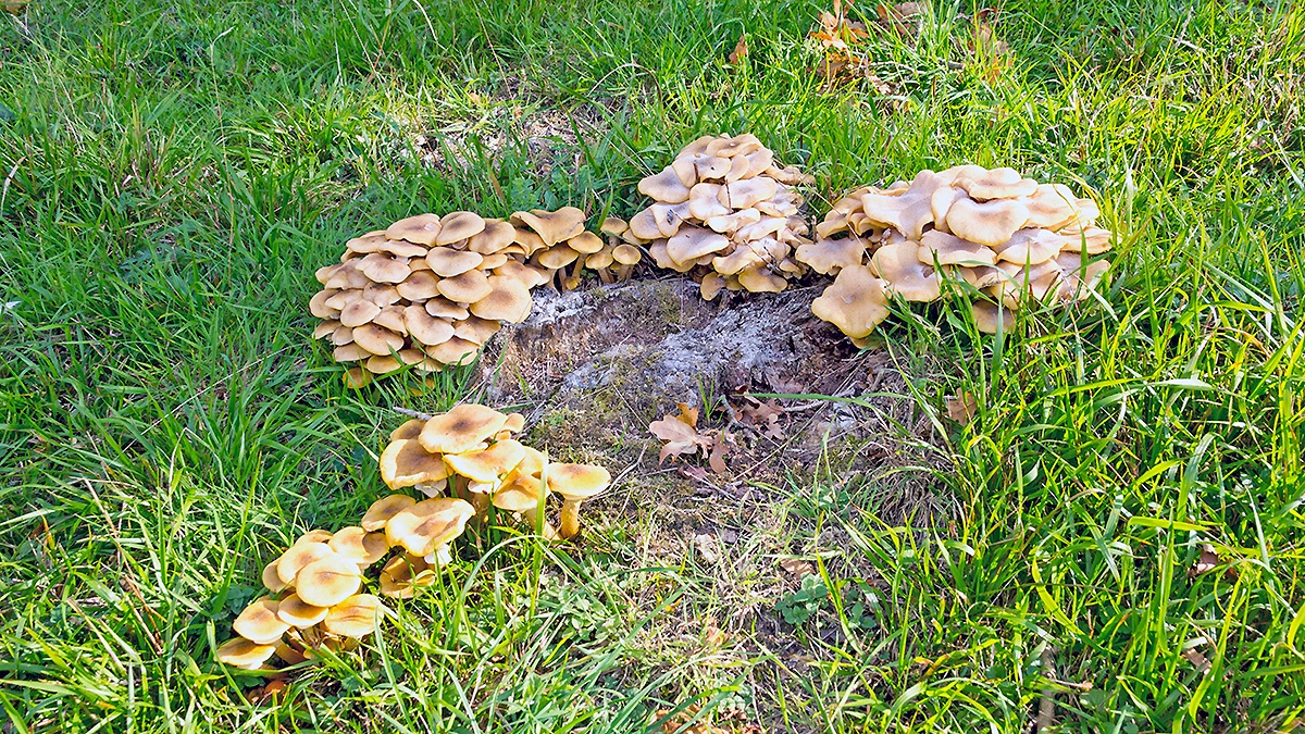 Honey Fungus [Armillaria mellea]