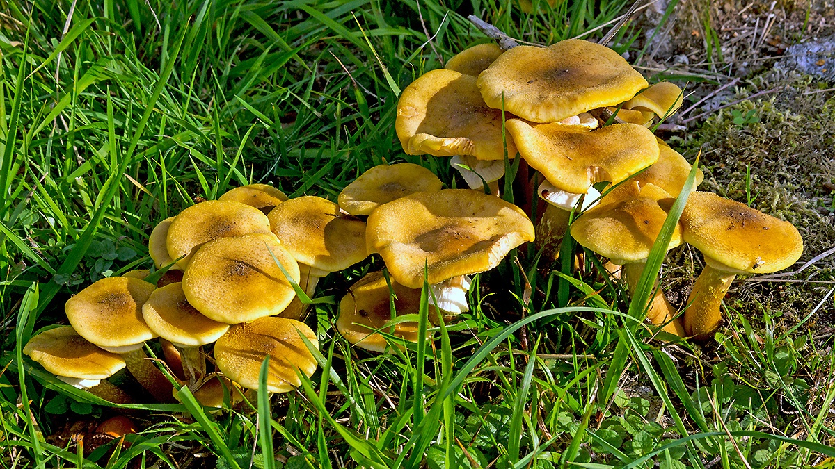 Honey Fungus [Armillaria mellea]