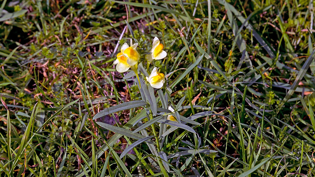 Common Toadflax [Linaria vulgaris]
