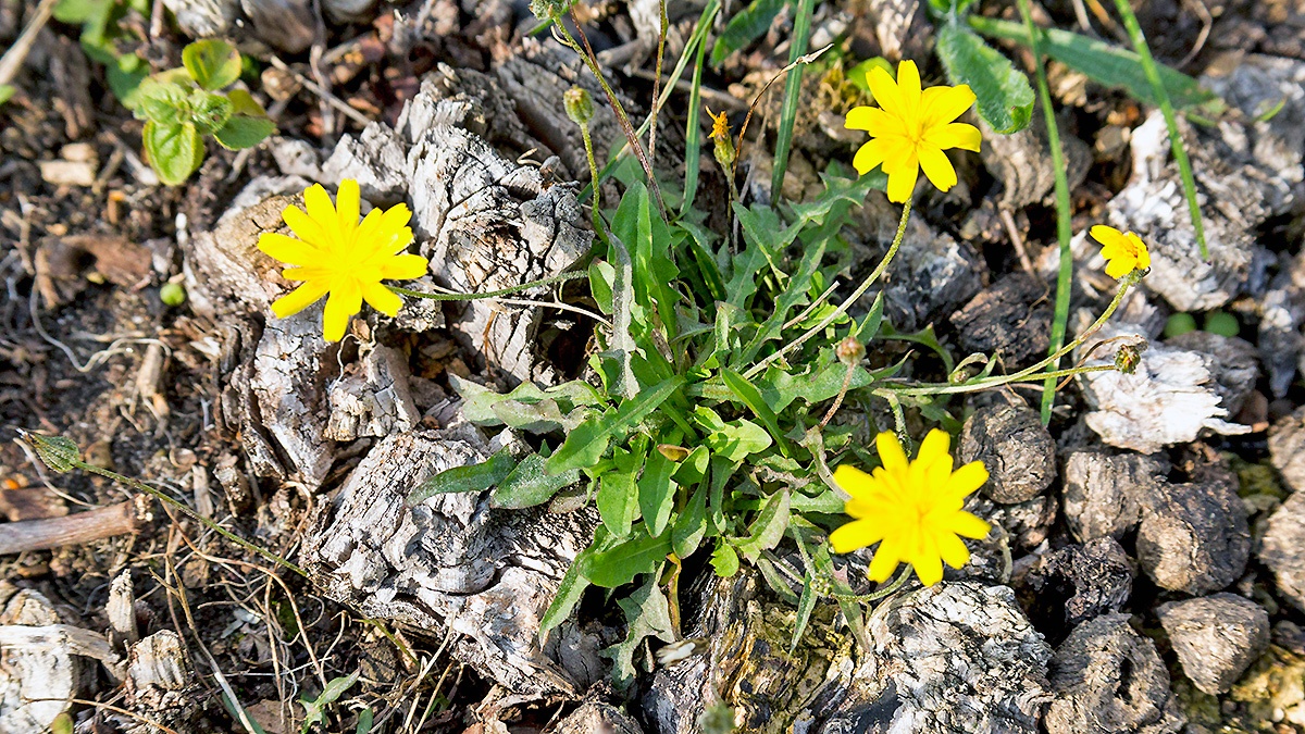 Lesser Hawkbit [Leontodon saxatilis]