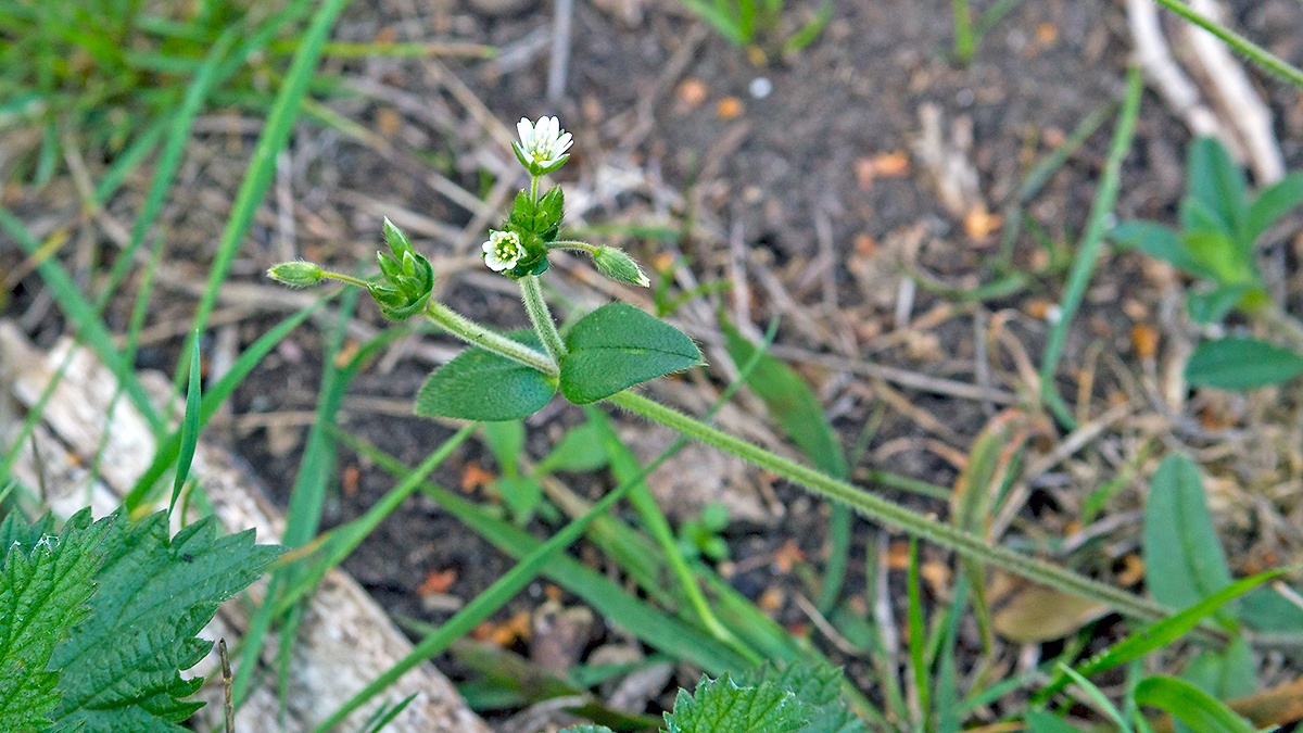 Common Chickweed [Cerastium fontanum]
