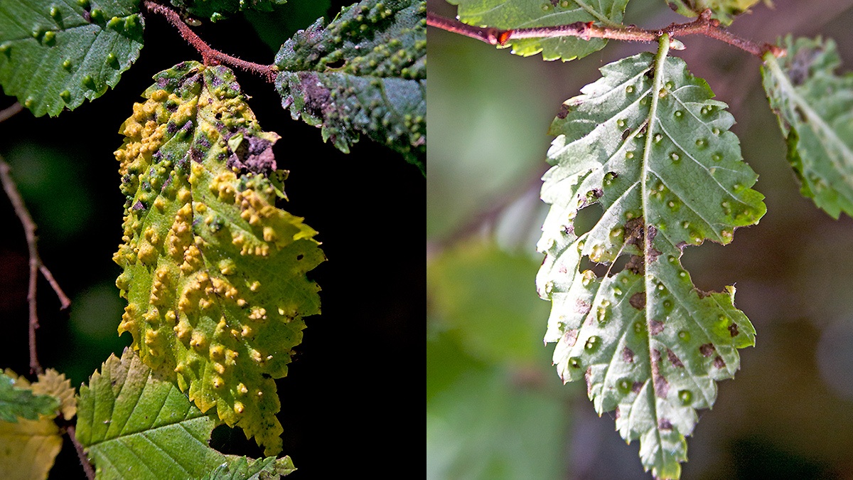 Elm Pimple Gall Mite [Aceria campestricola]