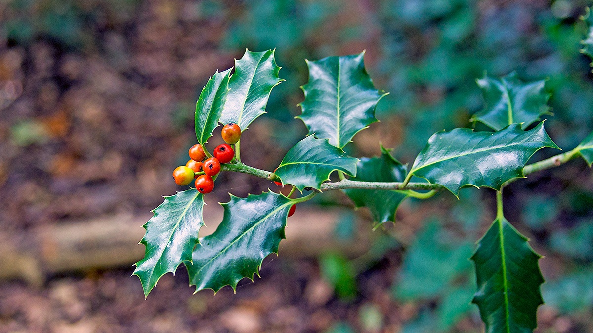 Holly [Ilex aquifolium]
