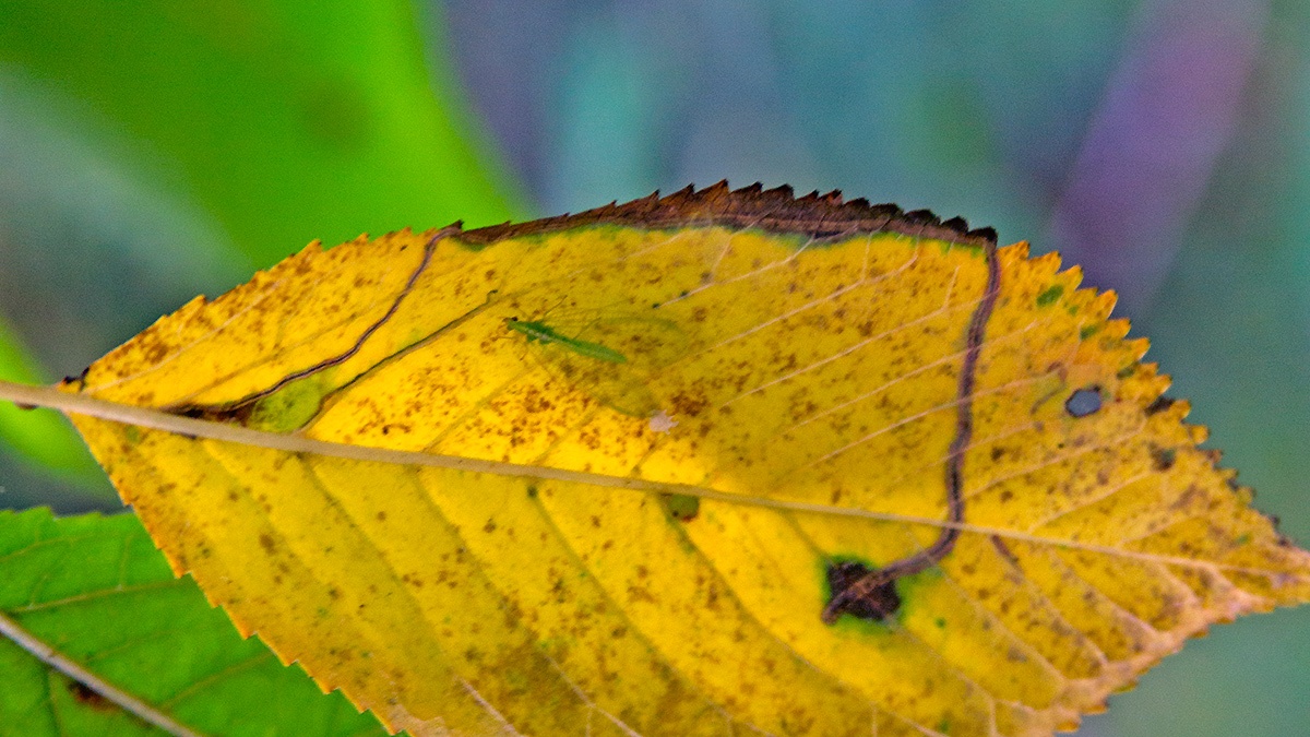 Common Green Lacewing [Chrysoperla carnea]