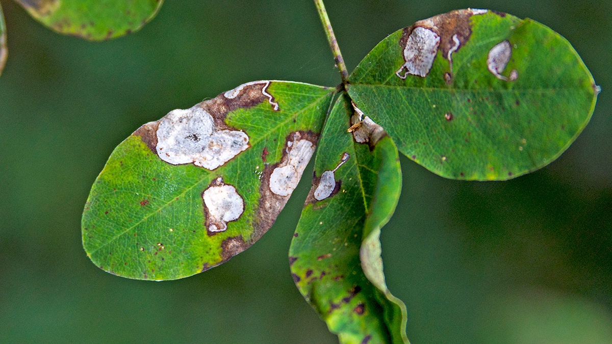 Laburnum Leaf Miner [Leucoptera laburnella]