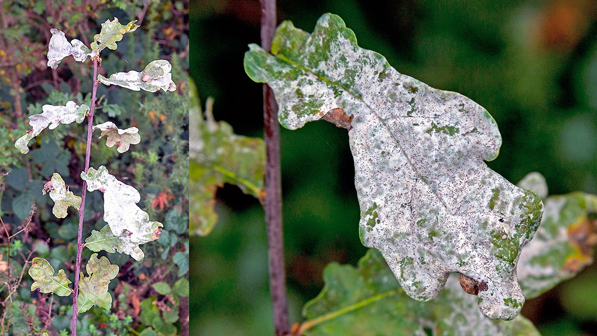 Oak Mildew [Erysiphe alphitoides]