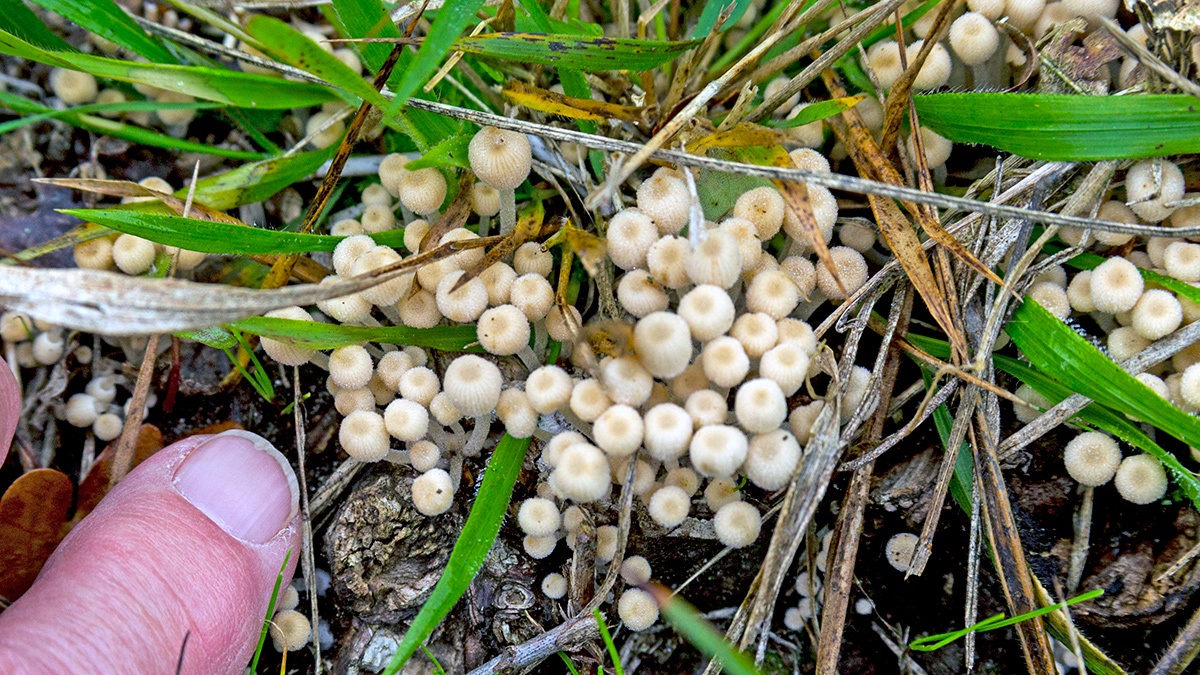 Fairy Inkcap [Coprinellus disseminates?]