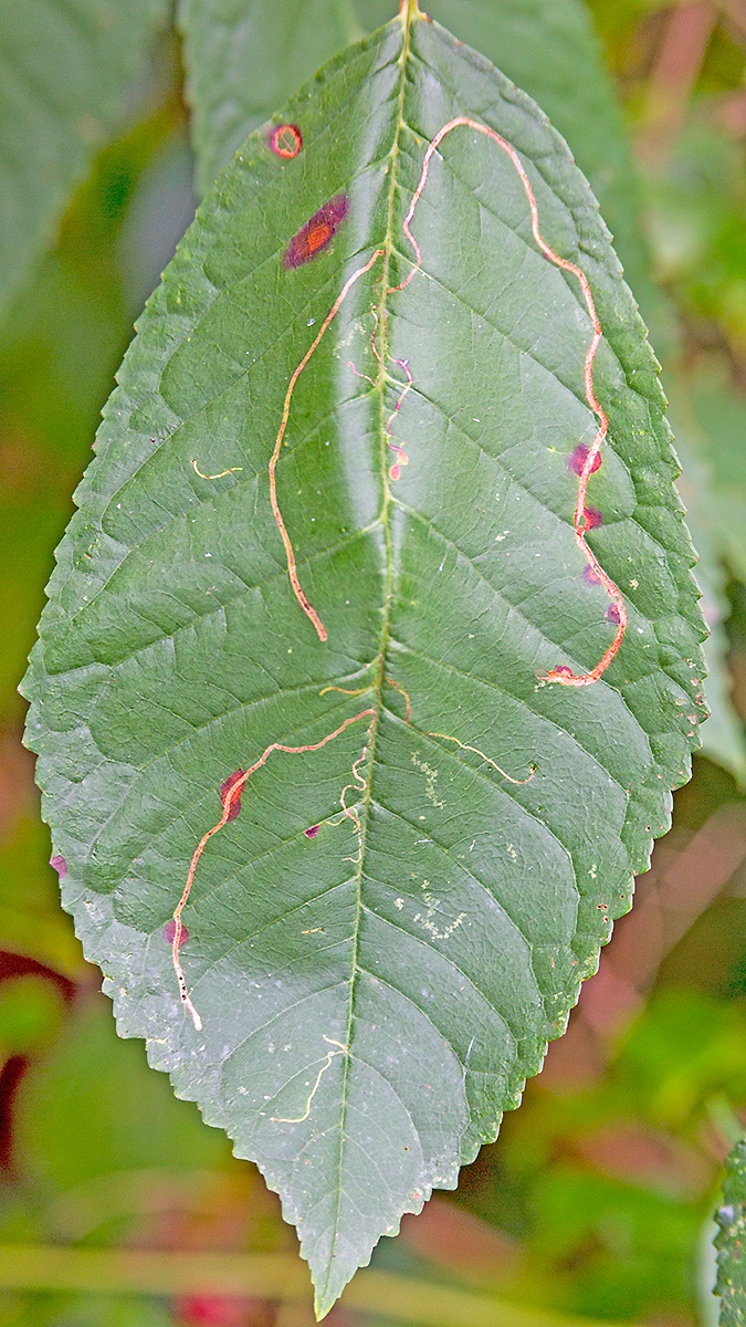 Apple Leaf Miner [Lyonetia clerkella?]