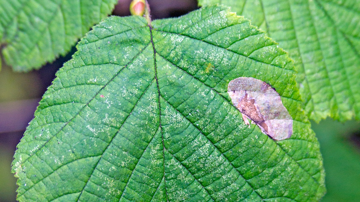 Nut Leaf Blister Moth [Phyllonorycter coryli]