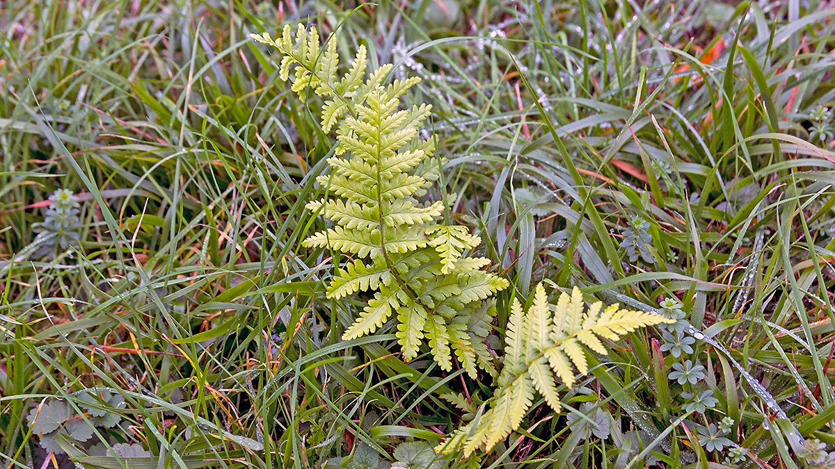 wood fern [Dryopteris sp.]
