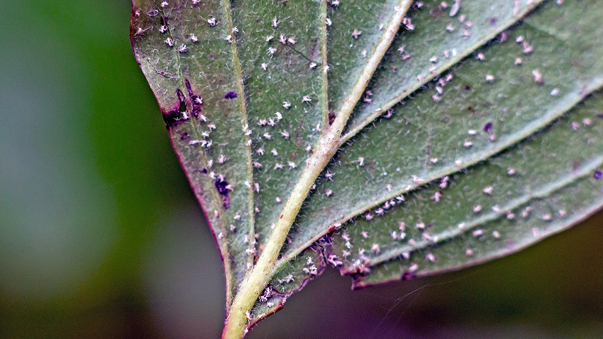 Common Dogwood-grass Aphid [Anoecia corni]
