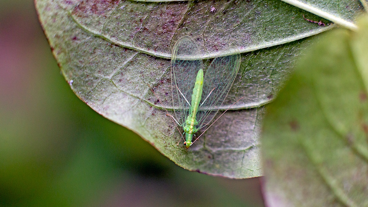 Common Green Lacewing [Chrysoperla carnea]