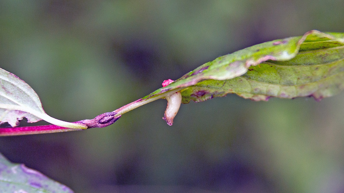 Dogwood Rivet Midge [Craneiobia corni]