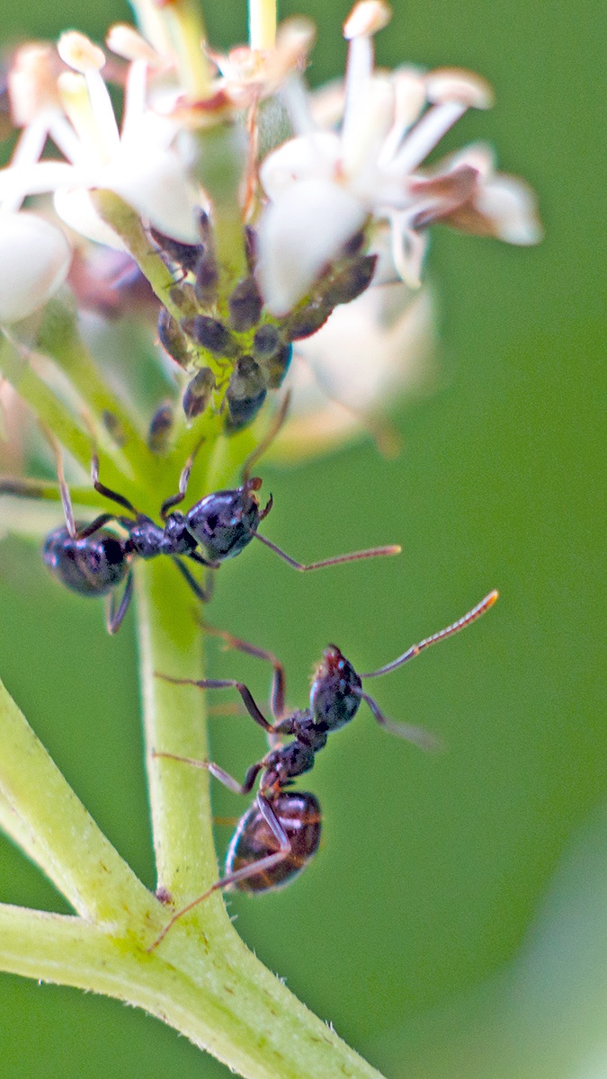Common Dogwood-grass Aphid [Anoecia corni]