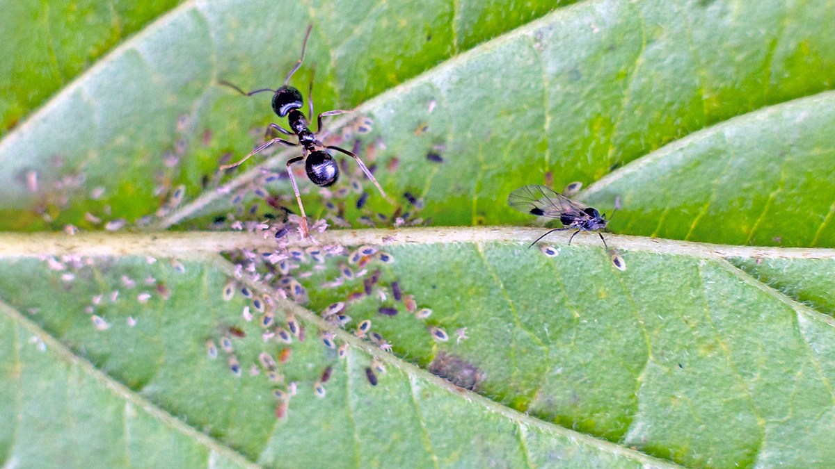 Common Dogwood-grass Aphid [Anoecia corni]