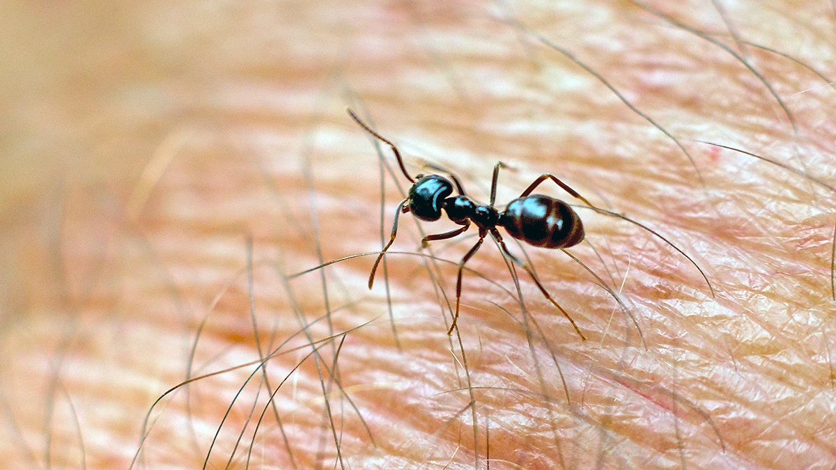 Jet Black Ant [Lasius fuliginosus?]