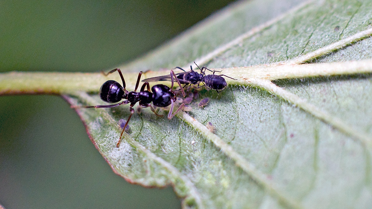 Common Dogwood-grass Aphid [Anoecia corni]