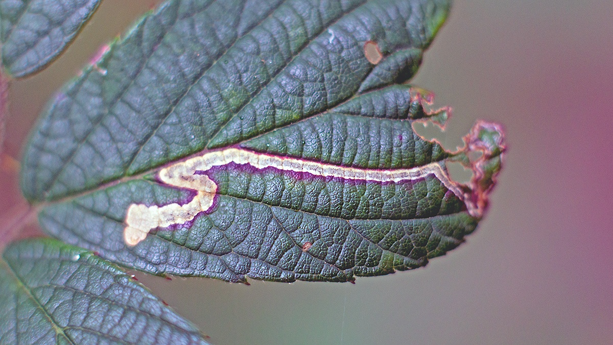 Golden Dot moth [Stigmella aurella]