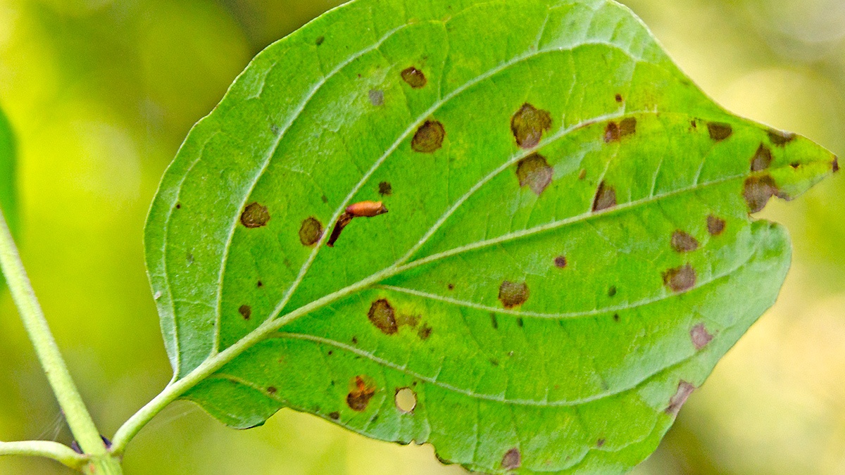 larval case [Coleophora sp.]