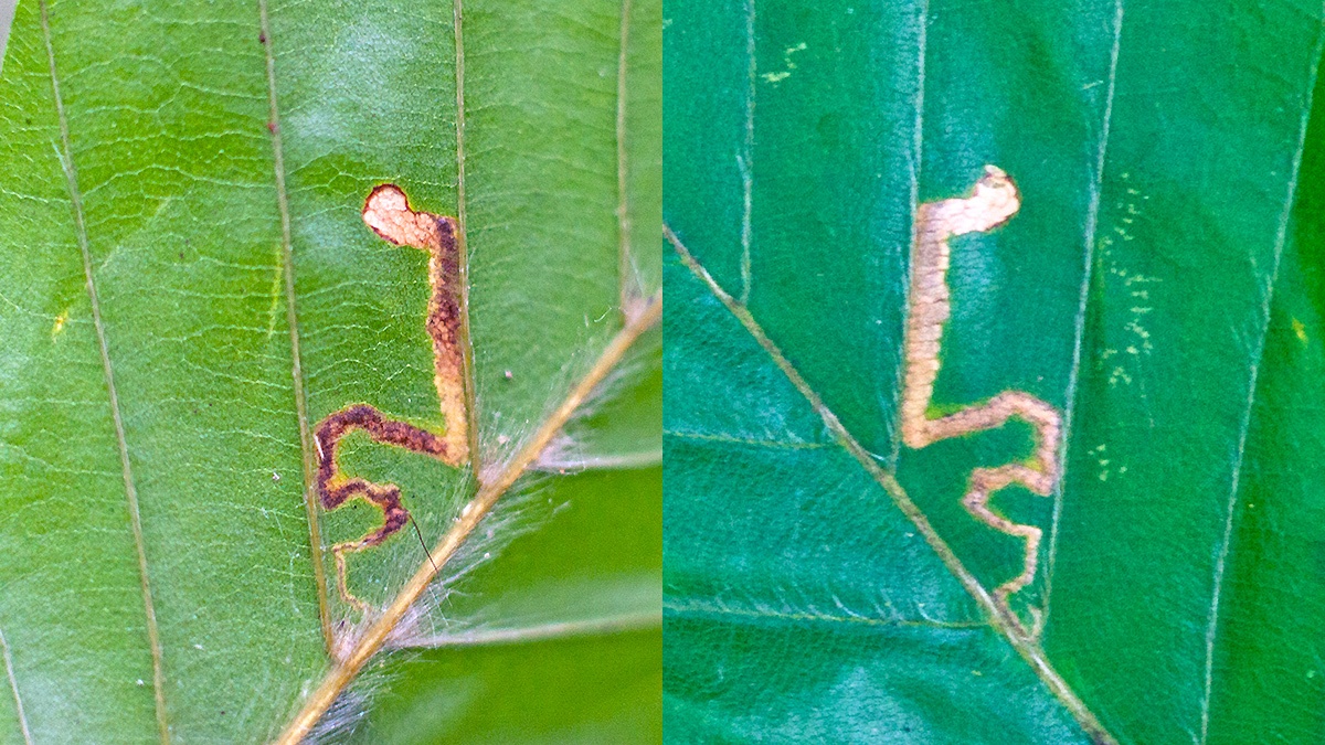Small Beech Dot moth [Stigmella tityrella]