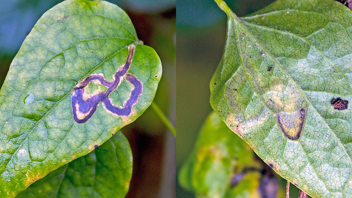 leaf miner fly [Phytomyza sp.]