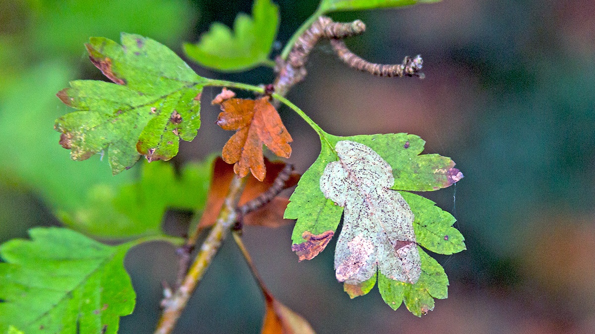 Hawthorn Leaf-miner [Phyllonorycter corylifoliella]