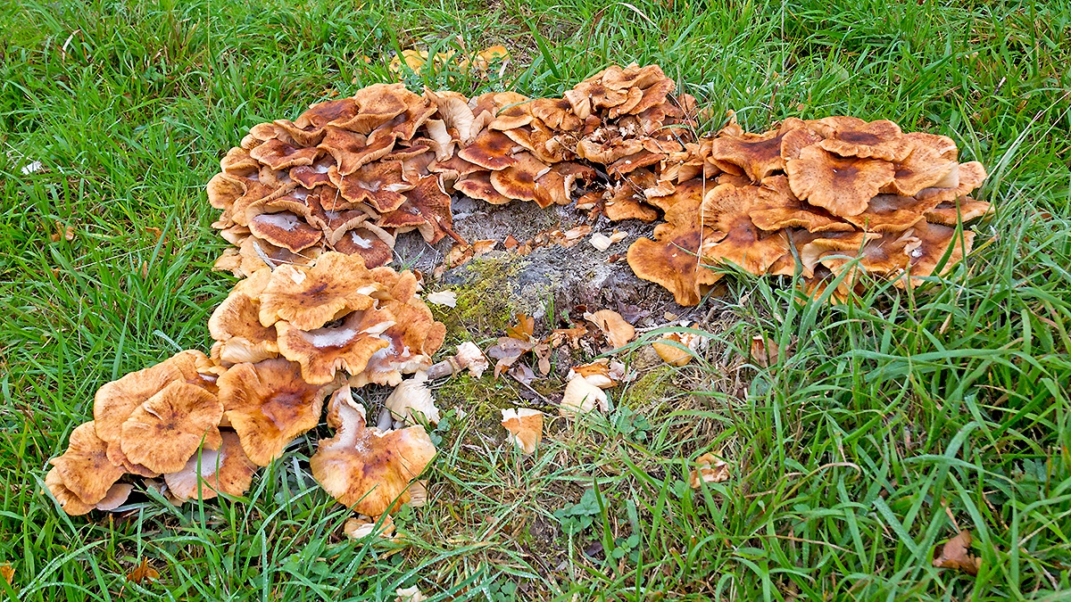 Honey Fungus [Armillaria mellea]
