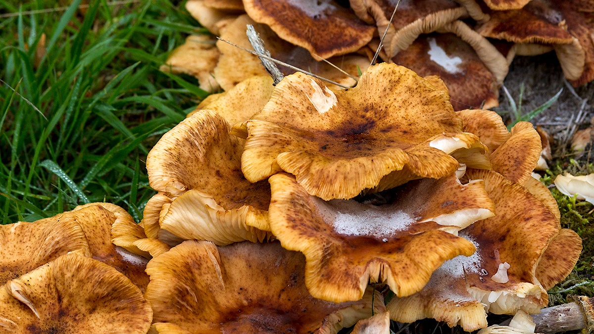 Honey Fungus [Armillaria mellea]