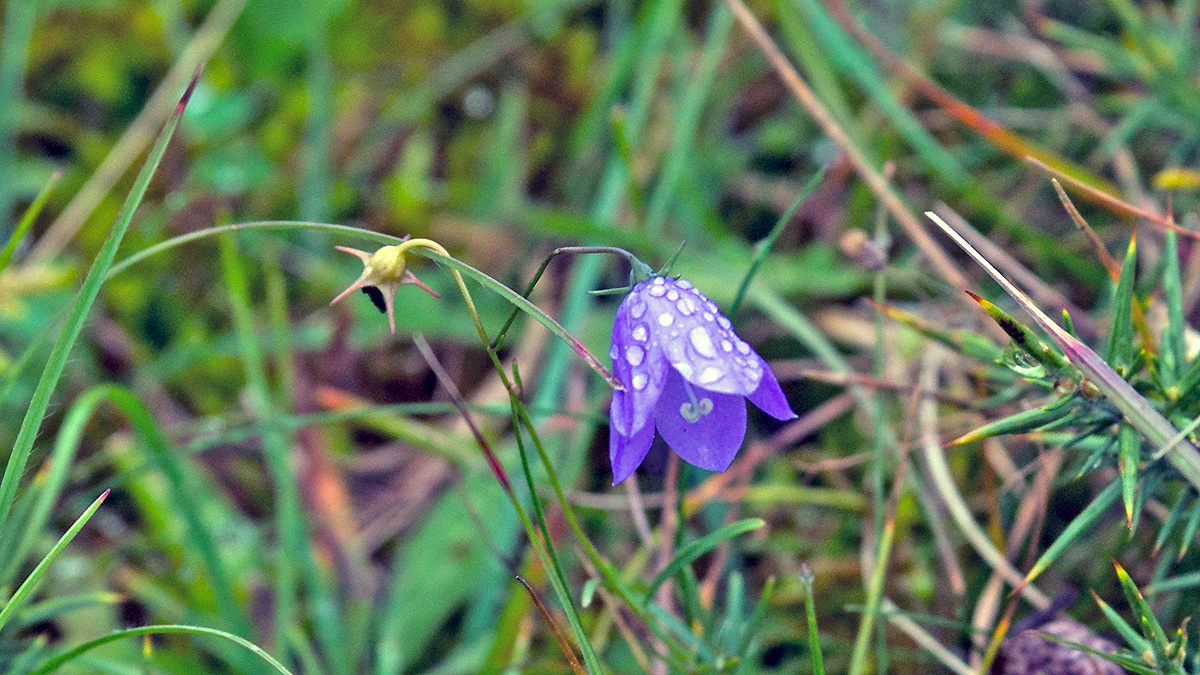 Harebell [Campanula rotundifolia]