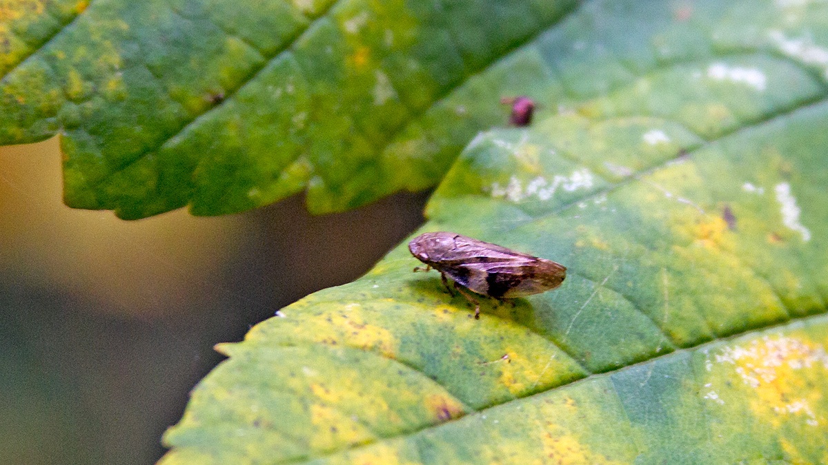 Alder Spittlebug [Aphrophora alni]