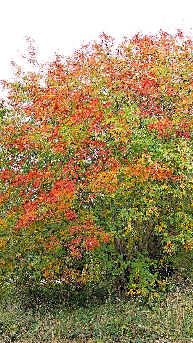 Rowan [Sorbus aucuparia]
