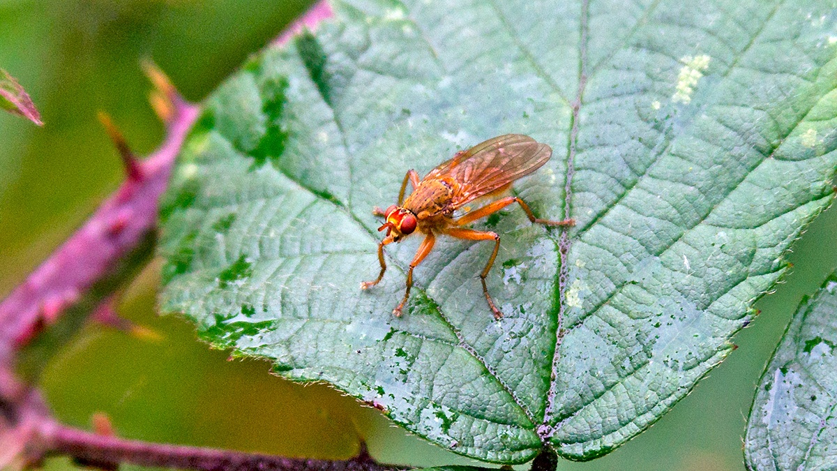 dung fly [Scathophaga sp.]