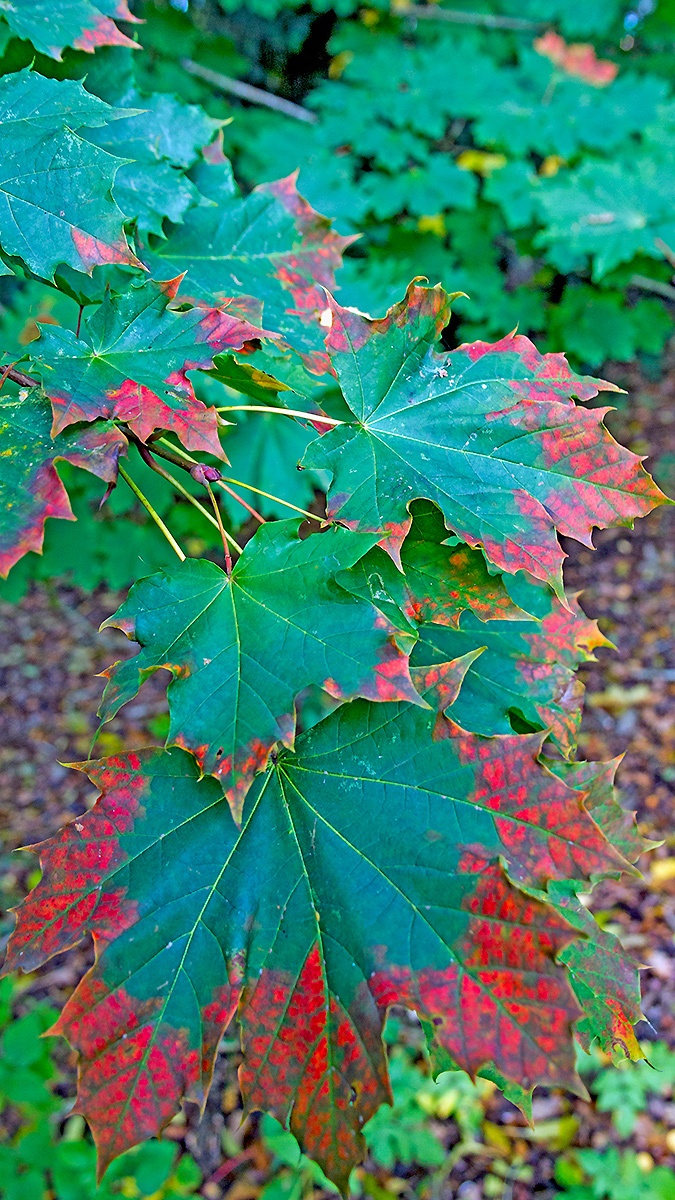 Norway Maple [Acer platanoides]