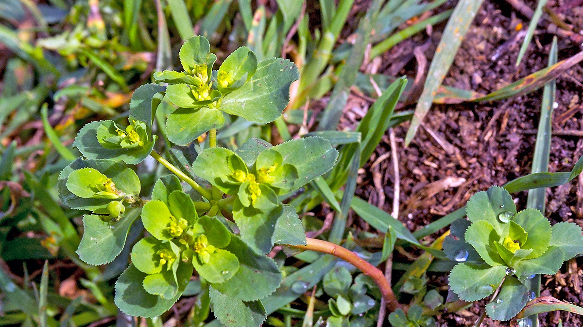 Sun Spurge [Euphorbia helioscopia]