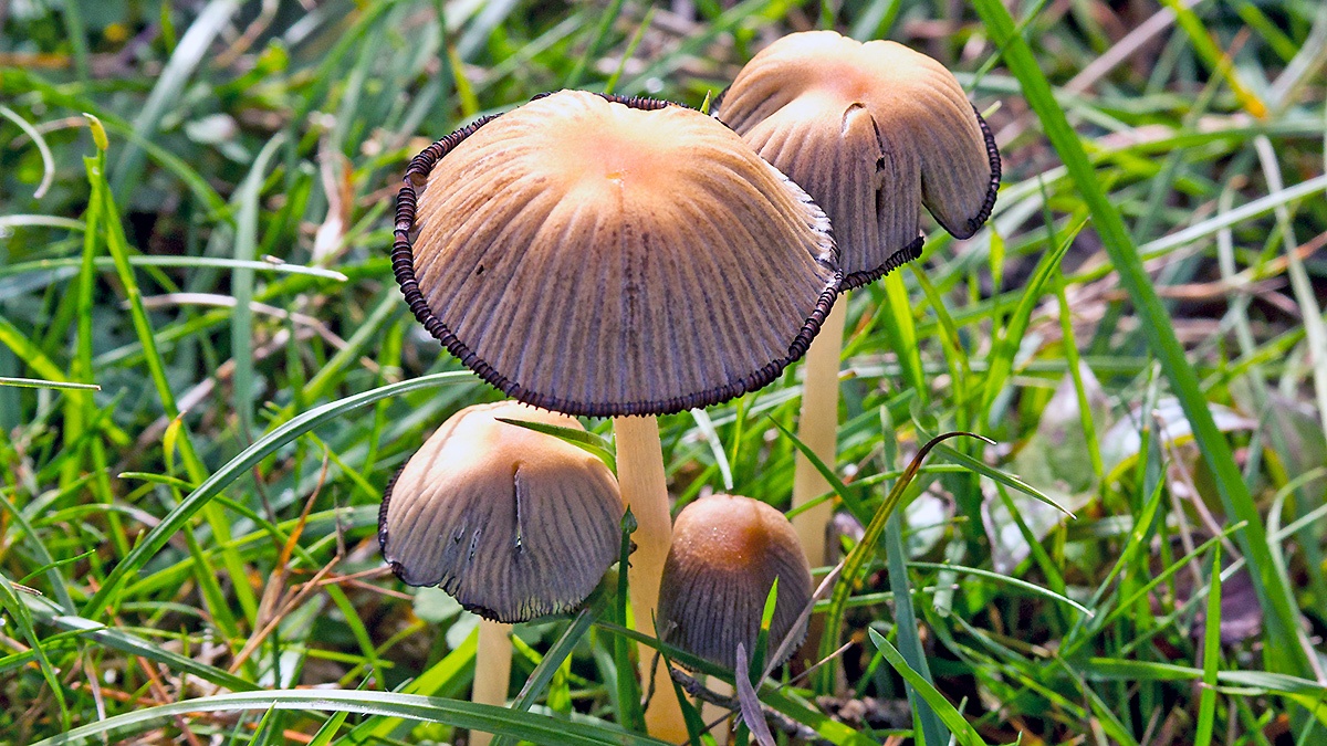 Common Ink Cap [Coprinopsis atramentaria?]