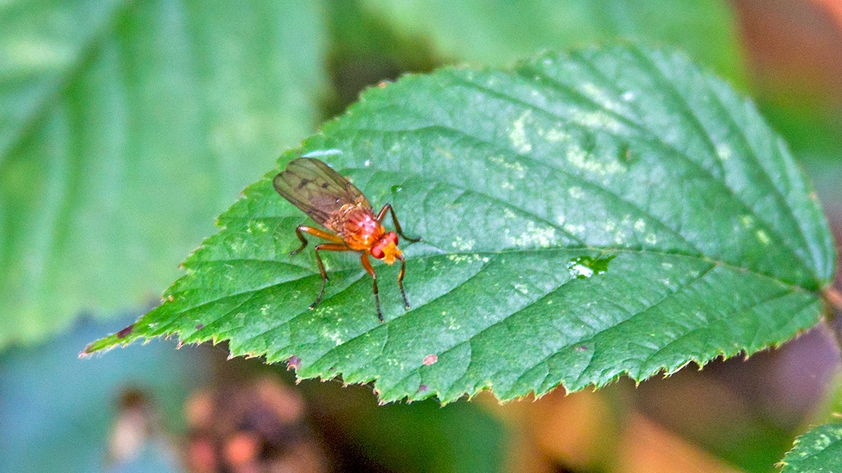 Hooded Dryomyza [Dryomyza anilis?]