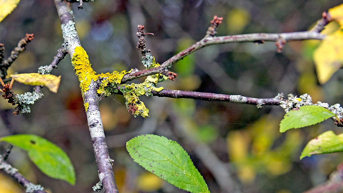 Lichen on blackthorn twigs