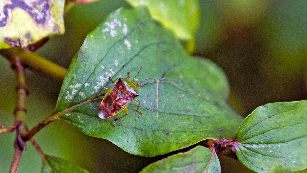Birch Shieldbug [Elasmostethus interstinctus]