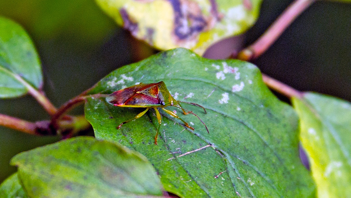Birch Shieldbug [Elasmostethus interstinctus]