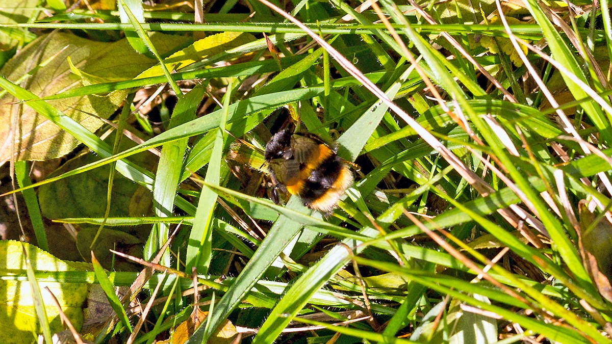White-tailed Bumblebee [Bombus lucorum]