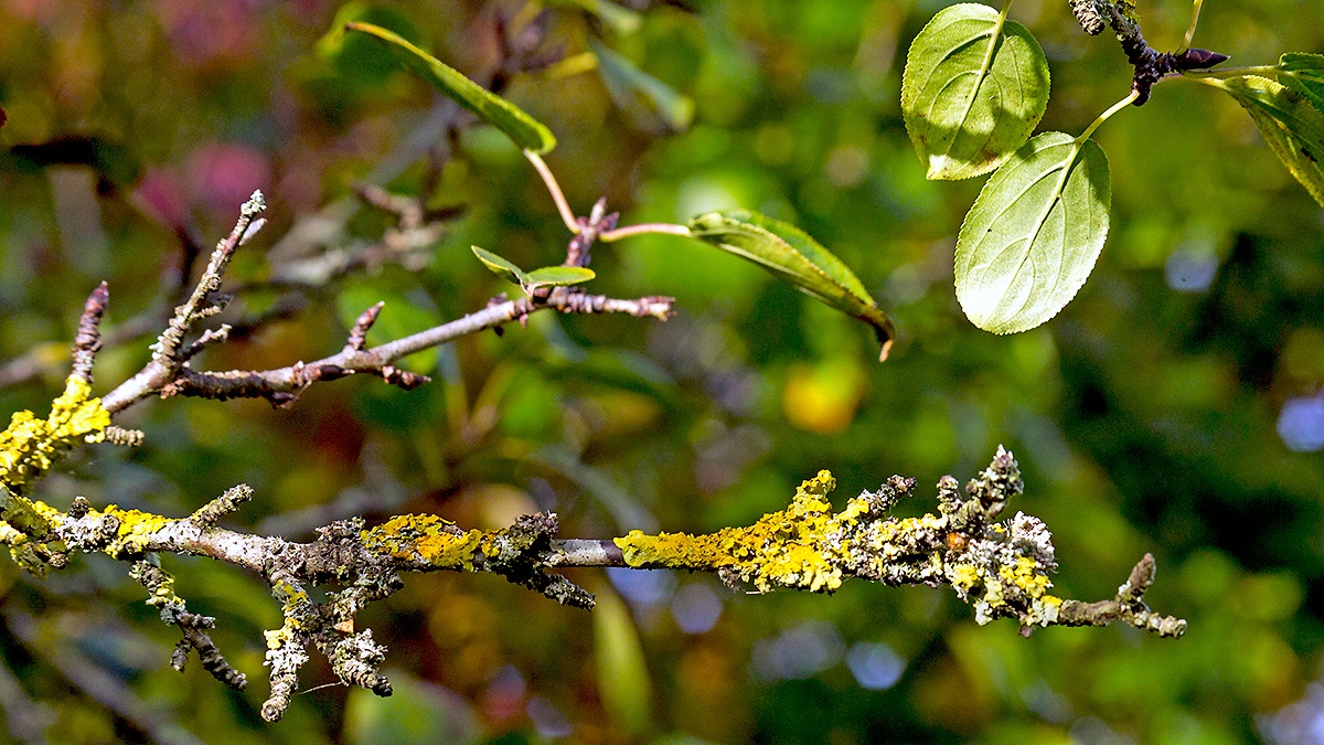 Lichen on buckthorn twigs