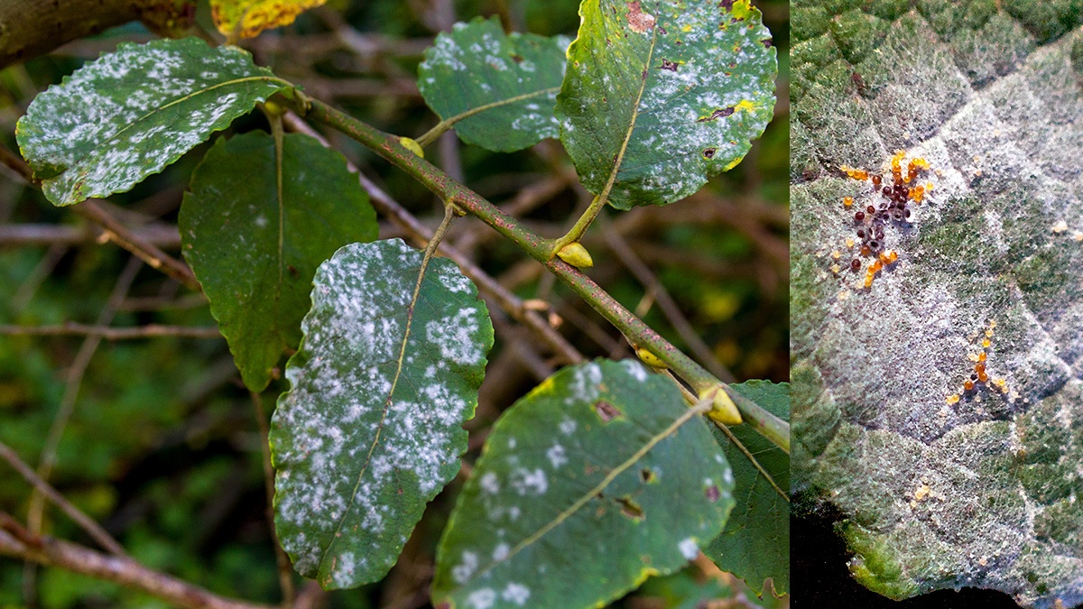 Willow Mildew [Erysiphe adunca]