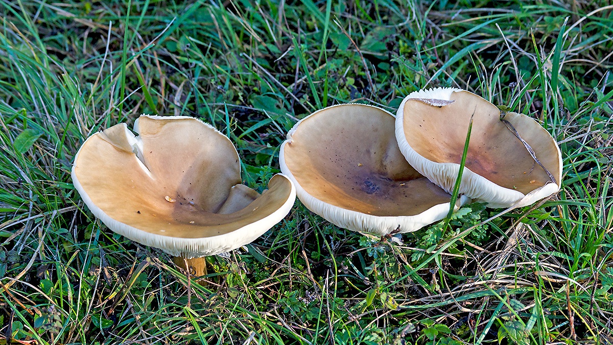 funnel mushroom