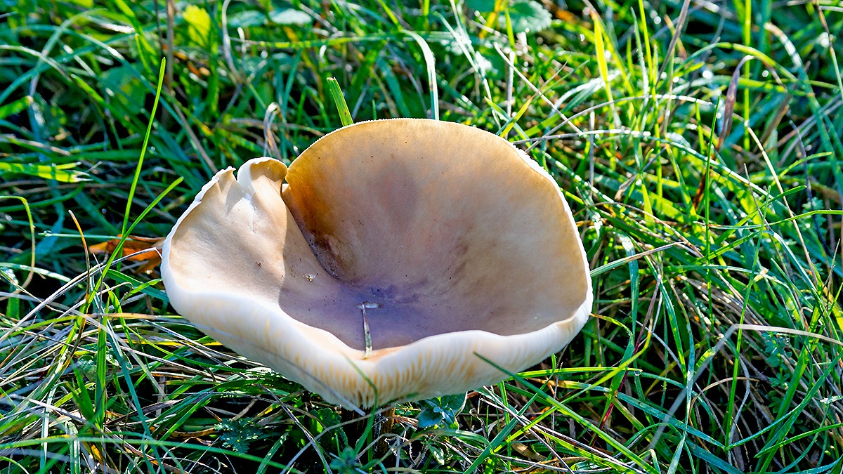 funnel mushroom